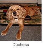 Duchess