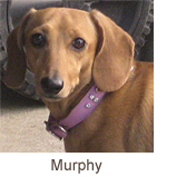 Murphy