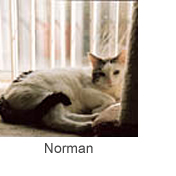 Norman