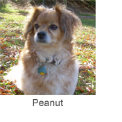 Peanut