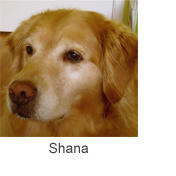 Shana